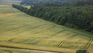 Tytuvėnų apžvalgos bokštas