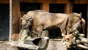 Lietuvos zoologijos sodas prieš uždarymą