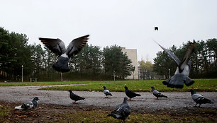 Paukščiai Draugystės parke