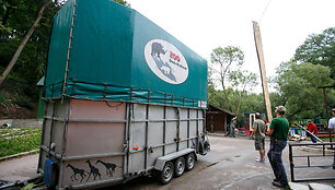 Į zoologijos sodą atgabenta žirafa