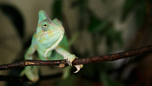 Jemeno chameleonas