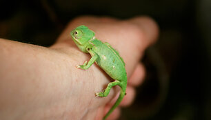 Jemeno chameleonas