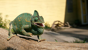 Jemeno chameleonas