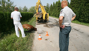 Avarijoje sužeistą gyvūną teko „užmigdyti“