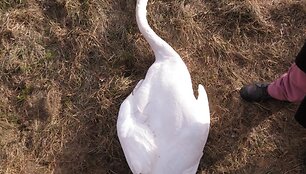 Gulbė nebylė žuvusi po susidūrimo su auk&scaron;tos įtampos laidais