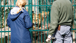 Liūtai zoologijos sode