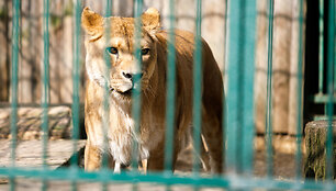 Liūtai zoologijos sode