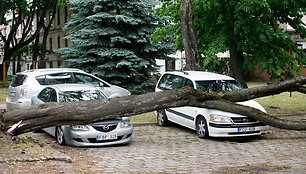 Kaune ant automobilių užvirto medis