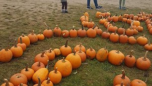 Iš moliūgų galima padaryti net labirintą 