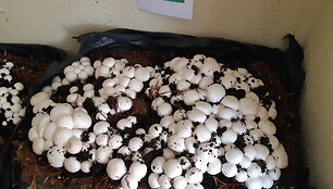 Pradinukai augino pievagrybius