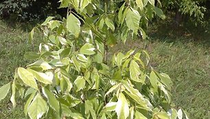 Ilgapir&scaron;čiai nugvelbė retą augalą - margalapį uosialapį klevą.