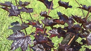 Pavogtas raudonlapis klevas.
