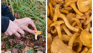 Kol kas miškuose daugiausia randama voveraičių