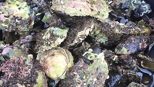 Ypatingosios Limfjord austrės