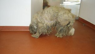Šuo ne tik išsekęs: tarp jo plaukų rastos dešimtys erkių