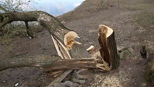 Vandalai nupjovė septynis baltuosius gluosnius