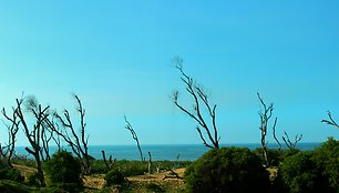 Pakeliui į Essaouira