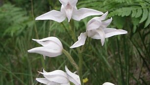 Baltoji cephalanthera rubra