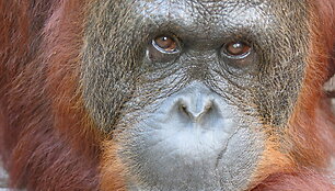 Orangutanas
