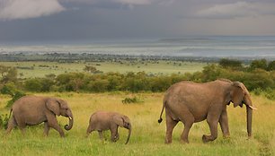 Kenija – puiki šalis šeimoms, mylinčioms gamtą