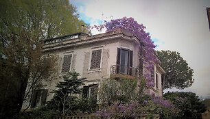Glicinijos &ndash; pavasario gėlės Romoje