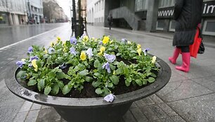 Iki vasaros na&scaron;laitės žydės beveik 200-uose Vilniaus gėlinių.