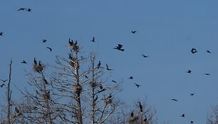 Briedžio saloje apigyveno gausus kormoranų būrys.