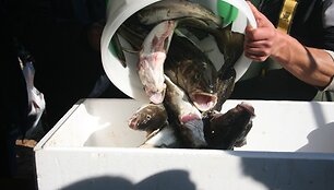 Sveriama dalyvių sugauta žuvis. 2010 m.  rugsėjo 25 d.