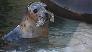 Pirmadienį Rytų Atlanto paprastasis ruoniukas iš Smiltynės iškeliavo į Serbijos sostinėje Belgrade esantį zoologijos sodą.