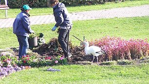Gandras Juozas jau tapęs neringi&scaron;kių draugu.
