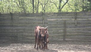 Afrikieti&scaron;kų karvių pora į Klaipėdą atkeliavo i&scaron; Čekijos. 