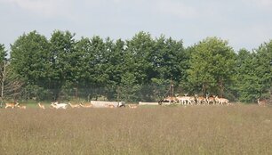 Antano Boso elnyne ganosi &scaron;imtai elnių bei danielių. 