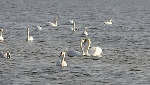 Gulbės jūroje