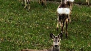 Stirnų kaimenė greta Klaipėdos pramoninės zonos