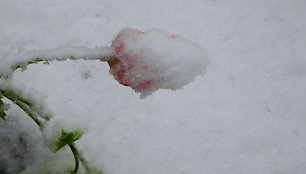 Sniegas Panevėžy. 2024 m. Balandžio 22 d. 