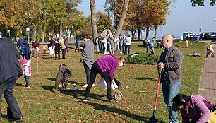 Savaitgalį Juodkrantėje pasodinta 50 000 krokų sodinukų.