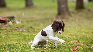 Naujoji pareigūnų kolegė – spanielė Mėta