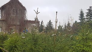 KU Botanikos sode &scaron;eimininkų jau laukia kalėdinės eglutės