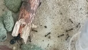 Kur&scaron;ių nerijos nacionalinis parkas &scaron;iemet kviečia pažinti skruzdes.