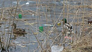 Klaipėdoje esančiuose tvenkiniuose pilna &scaron;iuk&scaron;lių, jų dugne randama net televizorių, čiužinių, &scaron;aldytuvų bei padangų. 