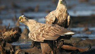 Kur&scaron;ių nerijoje gyvena &scaron;e&scaron;ios jūrinių erelių poros. Jų jaunikliai žieduojami gegužę ir birželį.