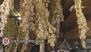 Klaipėdietis buvo pasirūpinęs visa reikiama įranga kanapių auginimui.