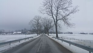 Rusnės alėja liko be medžių