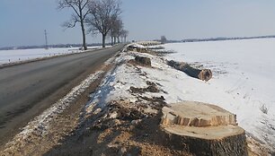 Rusnės alėja liko be medžių