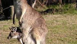 Lietuvos zoologijos sode kengūros yra gyvenusios, tačiau daugiau nei 10 metų jų Kaune nebuvo galima išvysti.