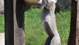 Už&scaron;aldyti vaisiai  zoologijos sodo gyventojams