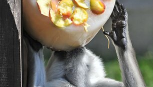 Už&scaron;aldyti vaisiai  zoologijos sodo gyventojams