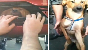 &Scaron;uns gyvybei pavojus negresia, tačiau dėl letenėlės lūžio jis buvo nuvežtas pas veterinarą.