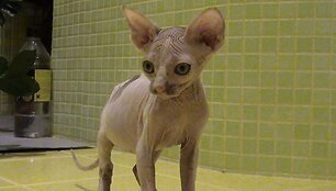 Dovana i&scaron; Maskvos