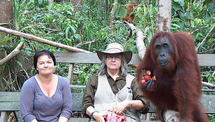 Foto naujienai: Dalia Ibelhauptaitė: orangutanų džiaugsmo pamokos